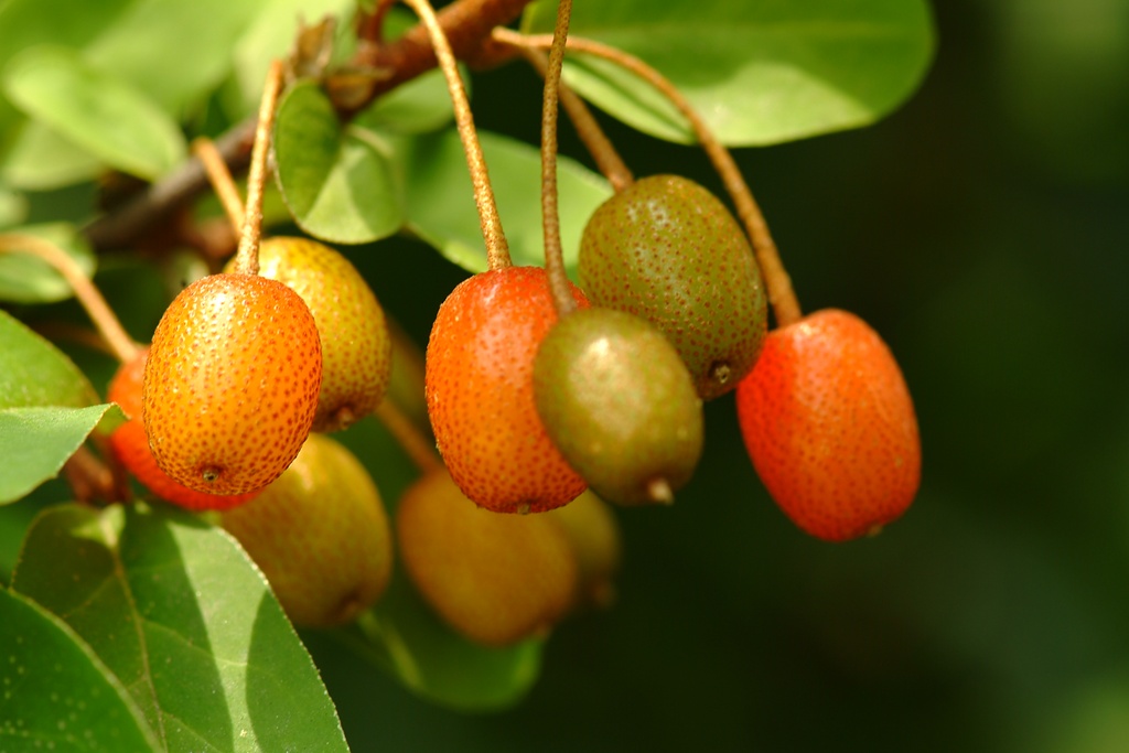 보리수나무 - Littleleaf linden tree, Elaeagnus umbellata Thunb.