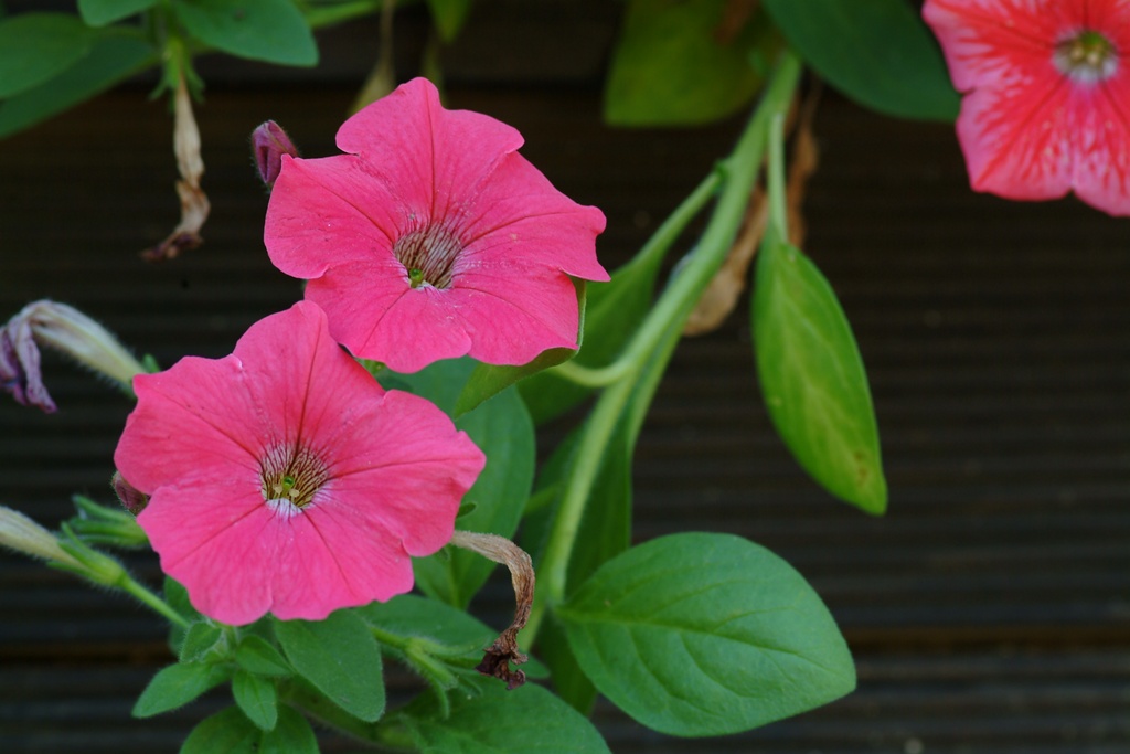 페튜니아 - Common Garden Petunia, Petunia hybrida