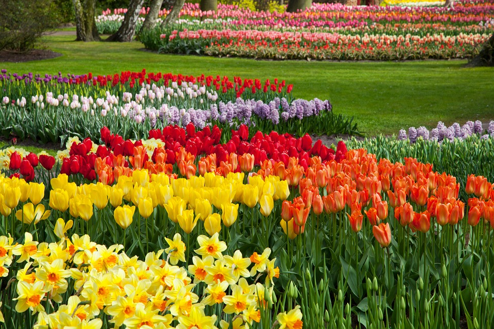 튤립 - Tulip, Tulipa gesneriana