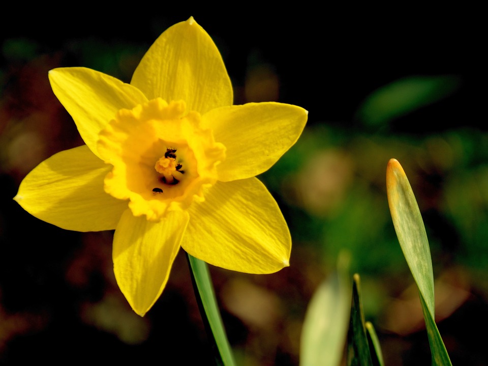 수선화 - daffodil, Narcissus tazetta var. chinensis