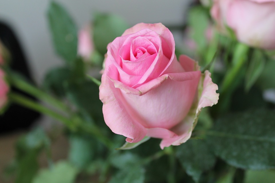 장미 - Rose, Rosa hybrida