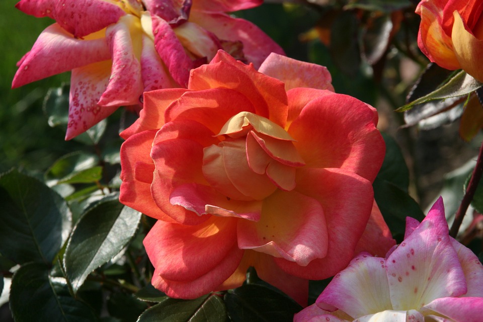 장미 - Rose, Rosa hybrida