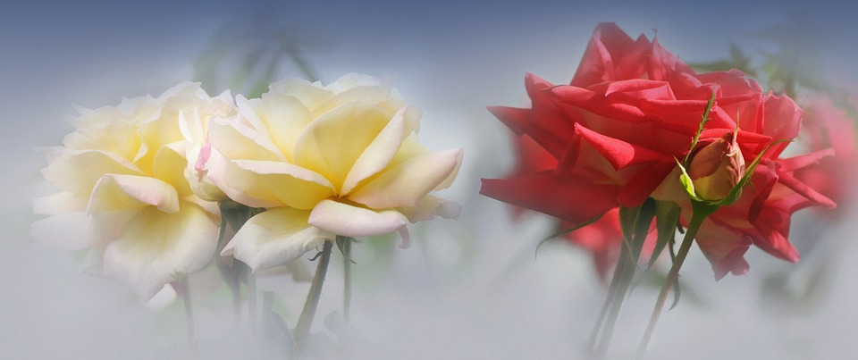 장미 - Rose, Rosa hybrida