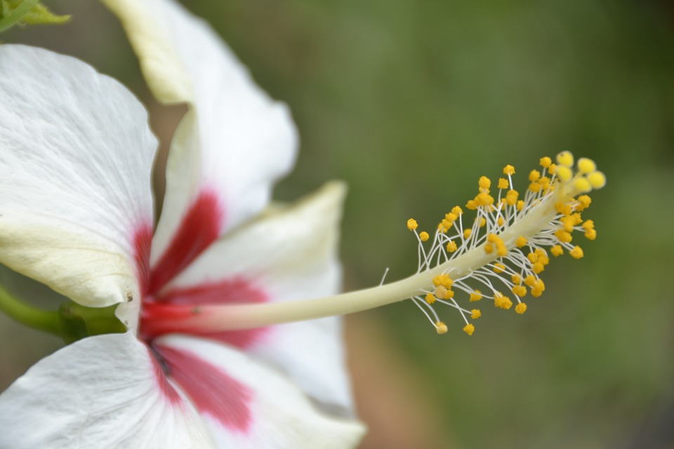 무궁화 - Rose of Sharon, Hibiscus syriacus L.