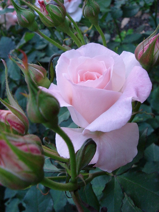 장미 - Rose, Rosa hybrida