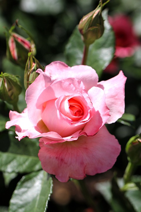 장미 - Rose, Rosa hybrida