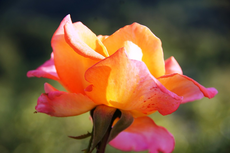 장미 - Rose, Rosa hybrida