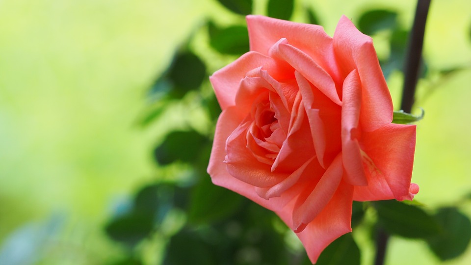 장미 - Rose, Rosa hybrida