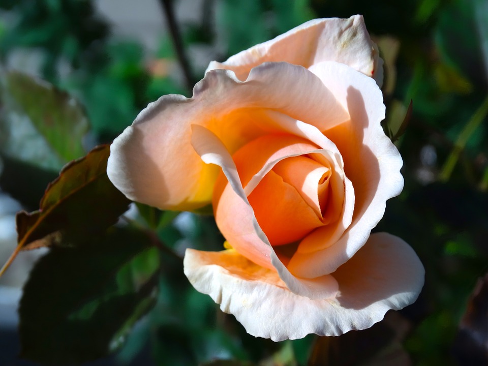 장미 - Rose, Rosa hybrida