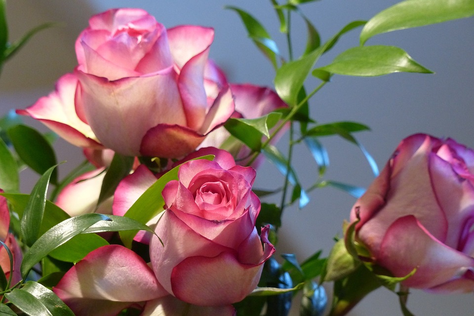 장미 - Rose, Rosa hybrida