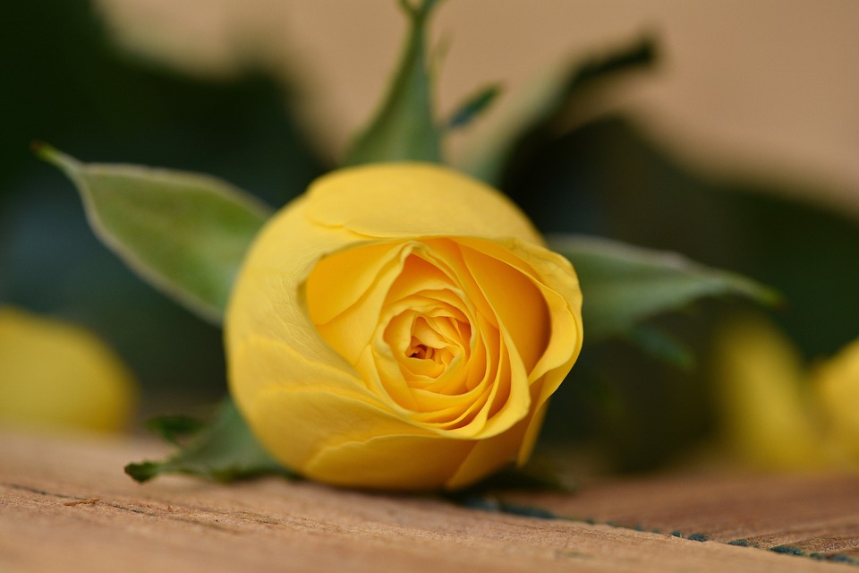 장미 - Rose, Rosa hybrida