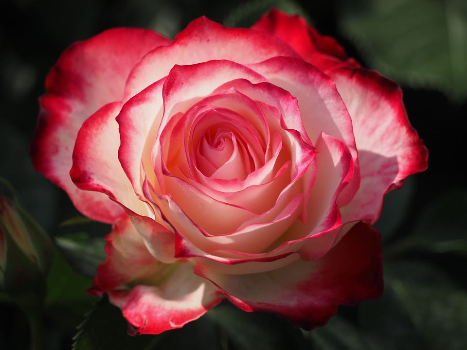장미 - Rose, Rosa hybrida