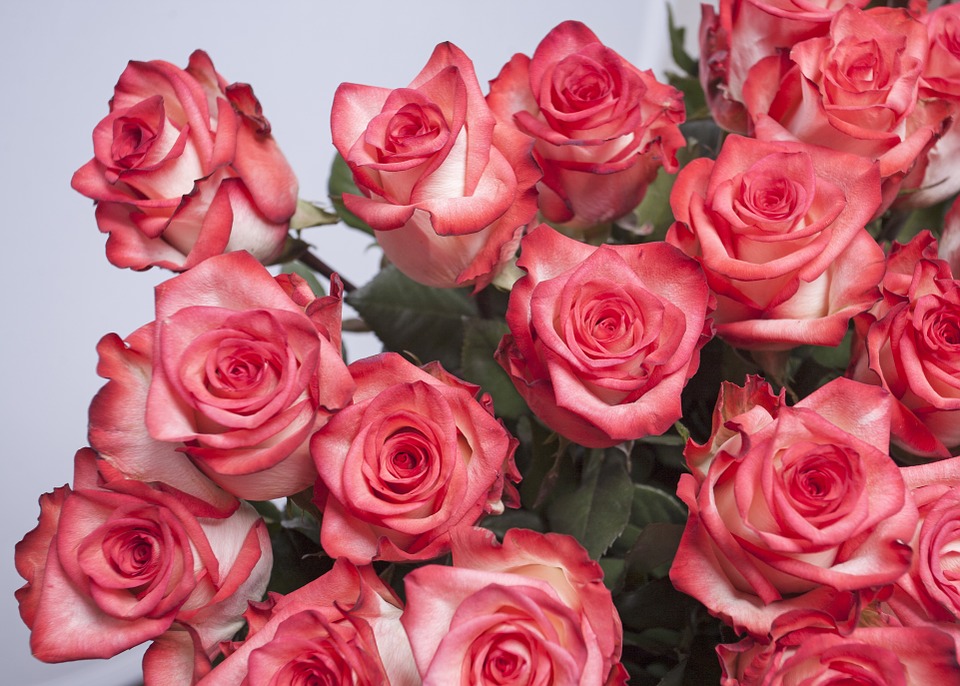 장미 - Rose, Rosa hybrida
