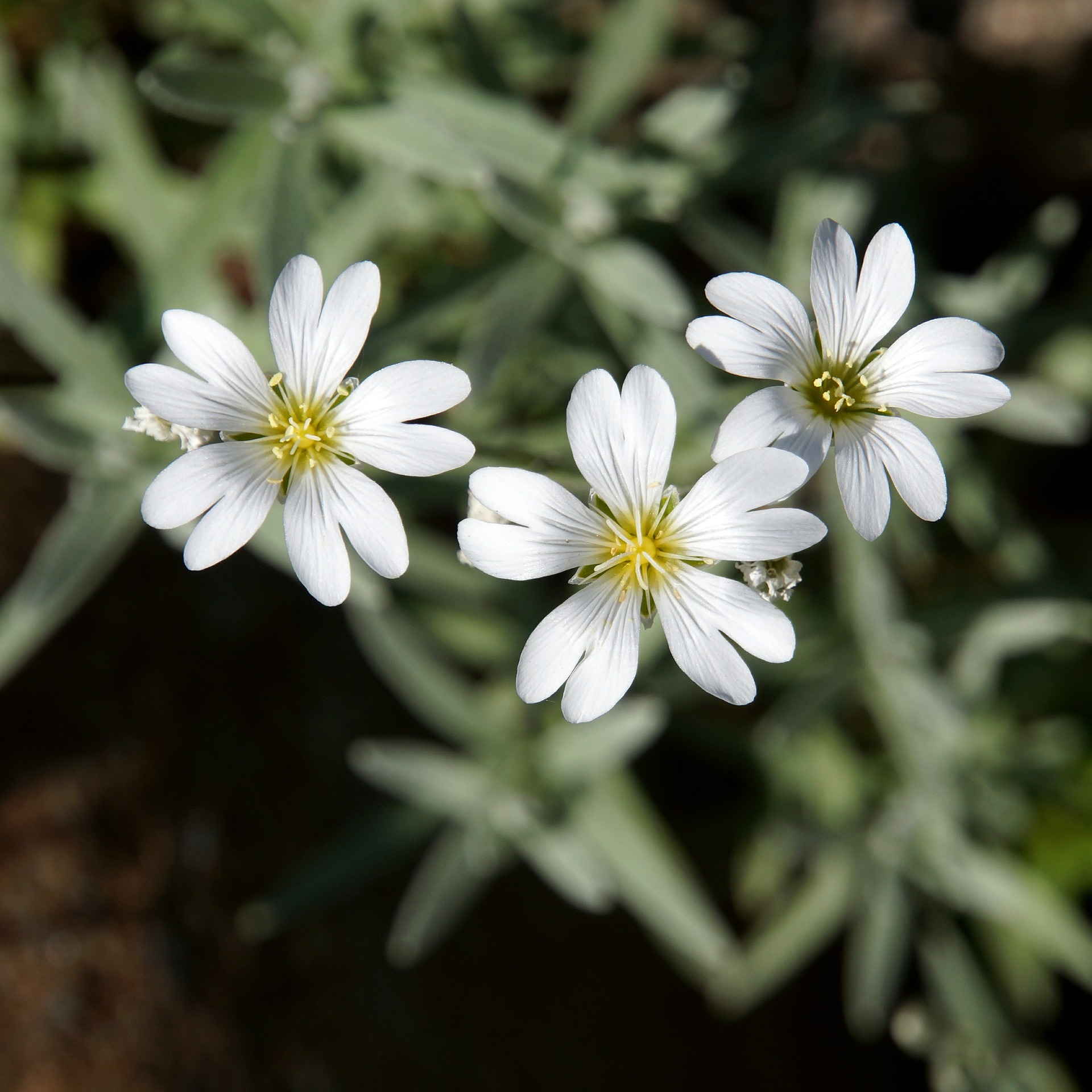 국화 - florist's daisy, hardy garden mum, Chrysanthemum morifolium Ramat.