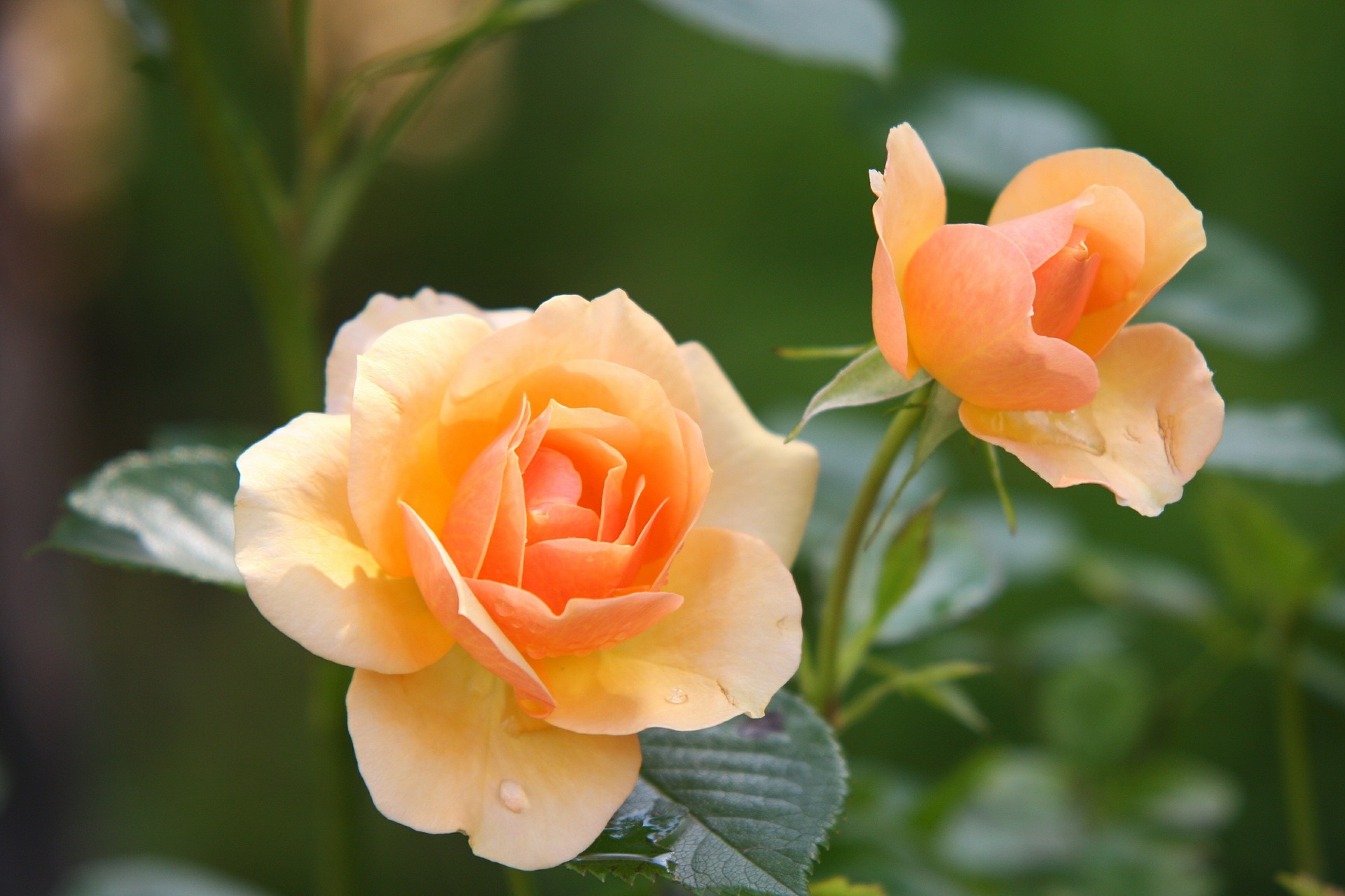 장미 - Rose, Rosa hybrida