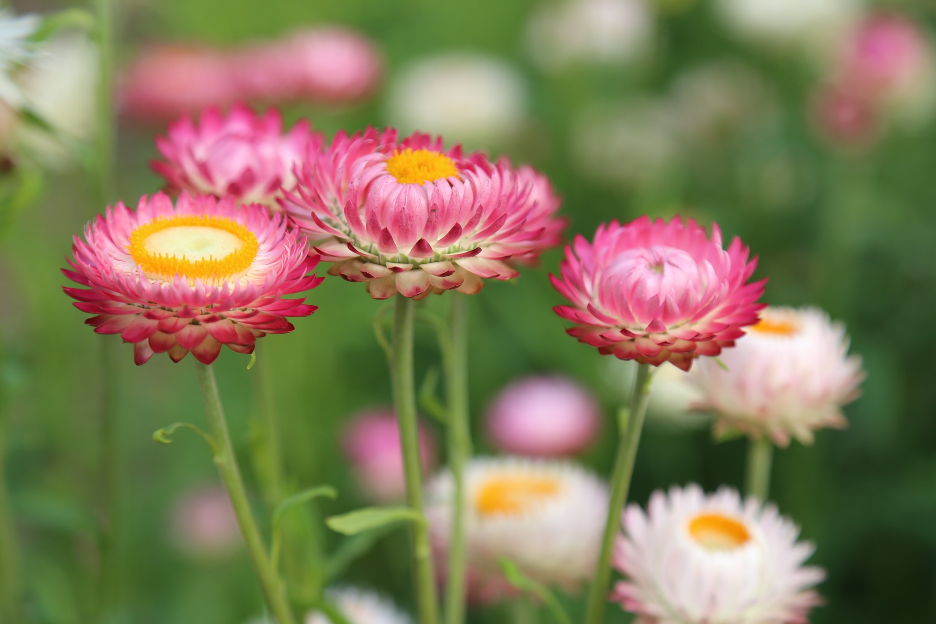 밀짚꽃 - straw flower, Helichrysum bracteatum