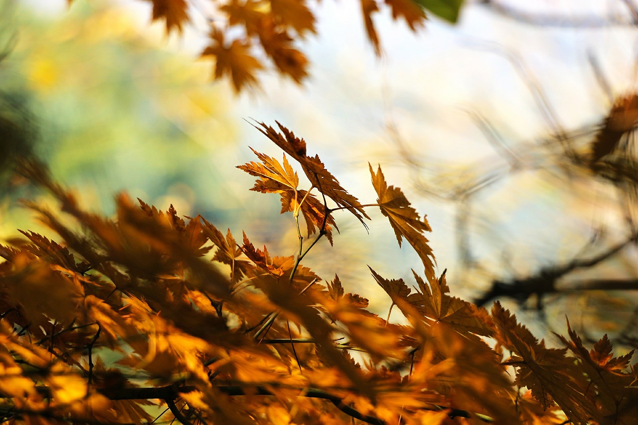단풍나무 - Acer palmatum Thunb. ex Murray, Acer palmatum Thunb. ex Murray