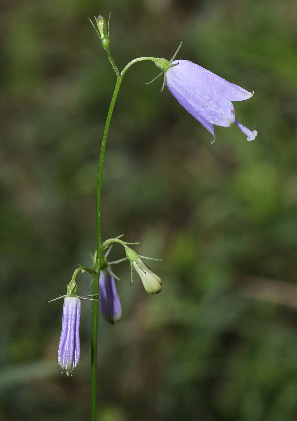 잔대 - Adenophra triphylla var. tetraphylla