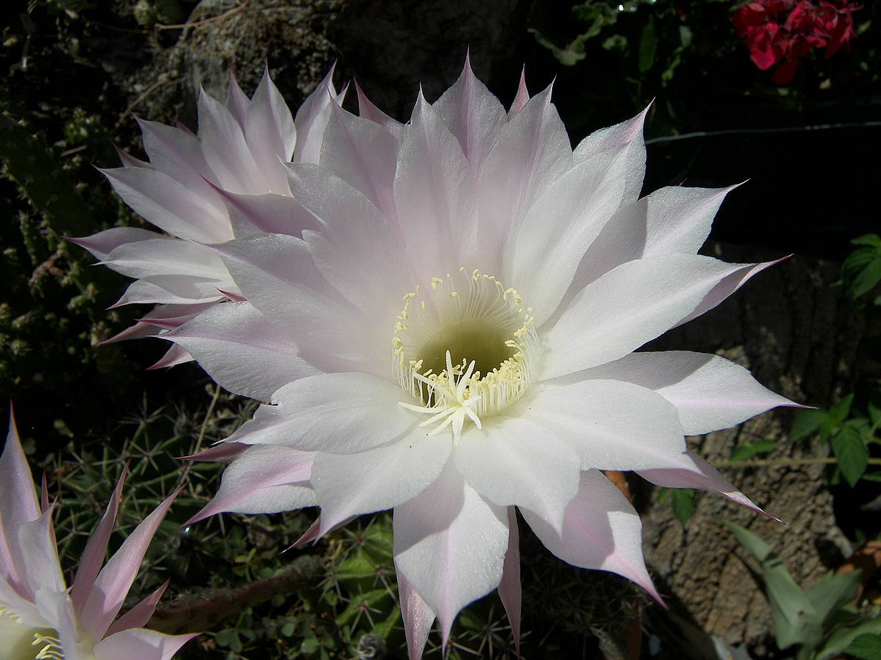 선인장 - Opuntia ficus-indica Mill.