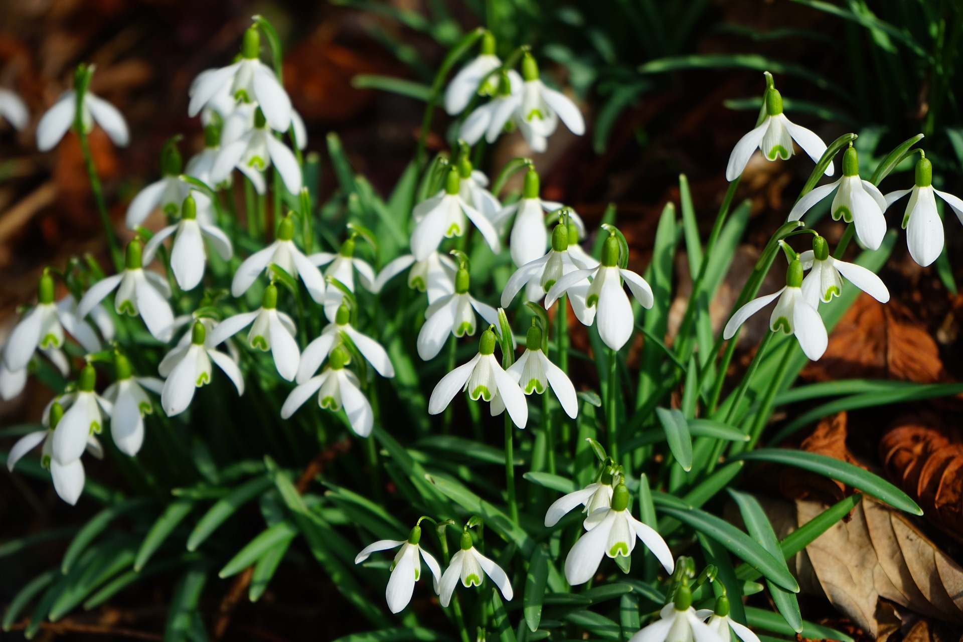 스노우드롭 - Snowdrop, Gay flower, Galanthus nivalis