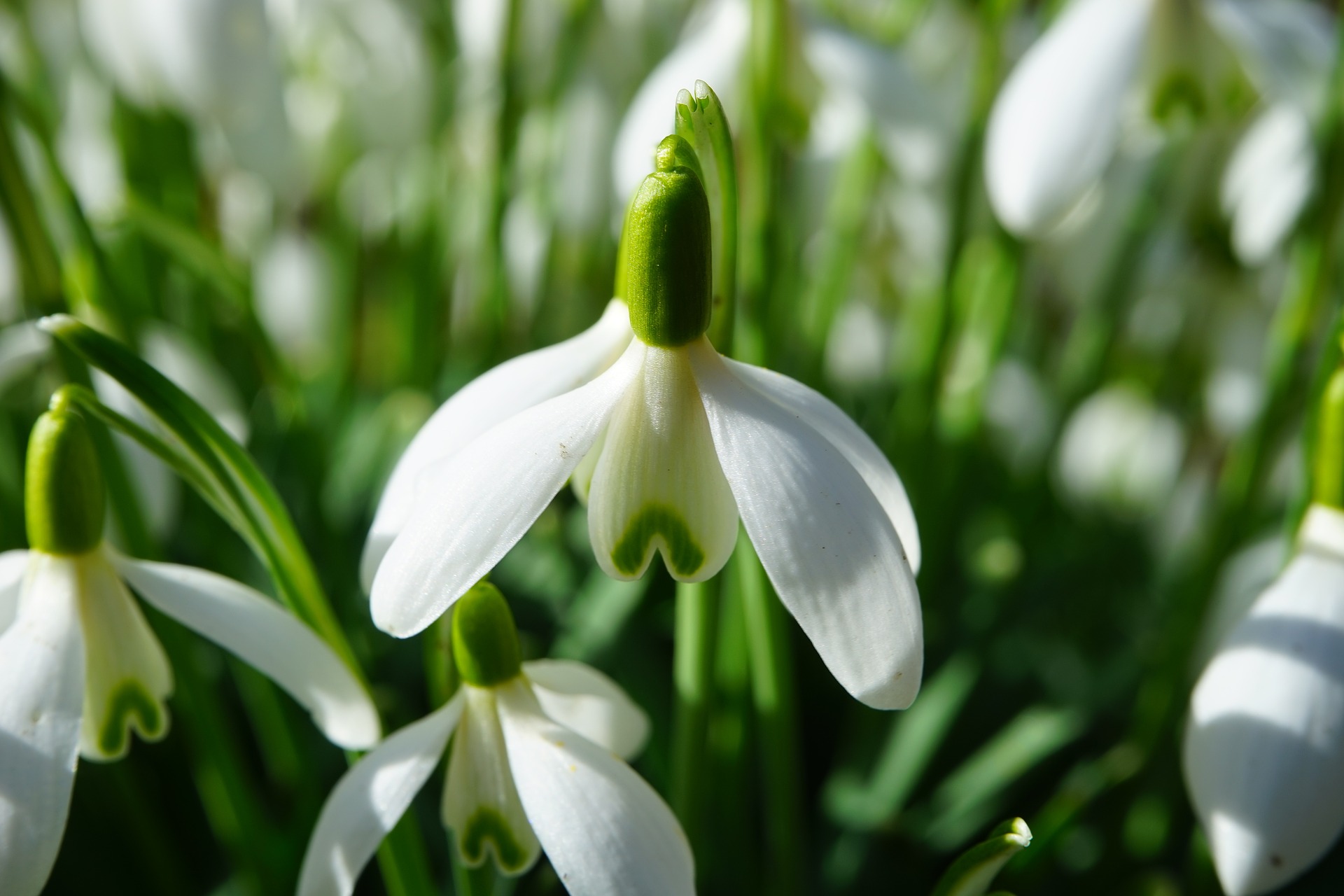 스노우드롭 - Snowdrop, Gay flower, Galanthus nivalis