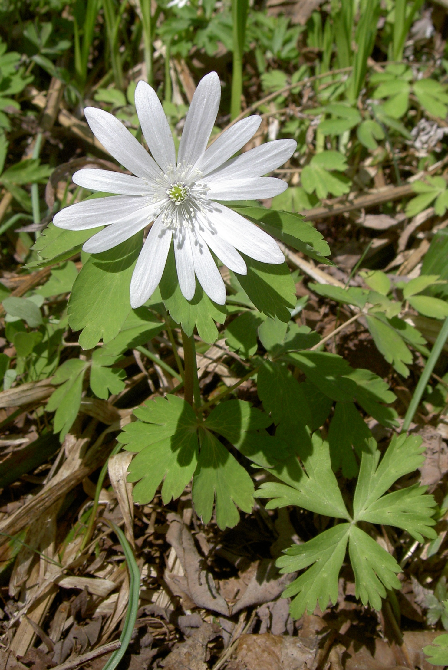 꿩의바람꽃 - Anemone raddeana Regel