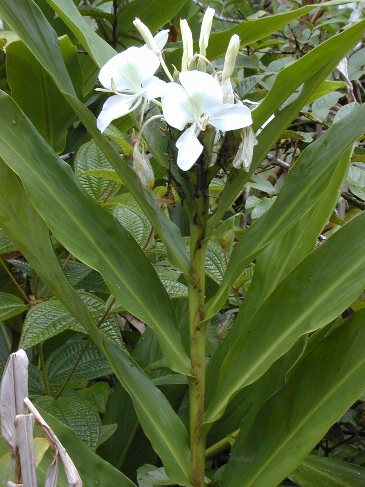 꽃생강 - Ginger lily, Hedychium coronarium J.Konig