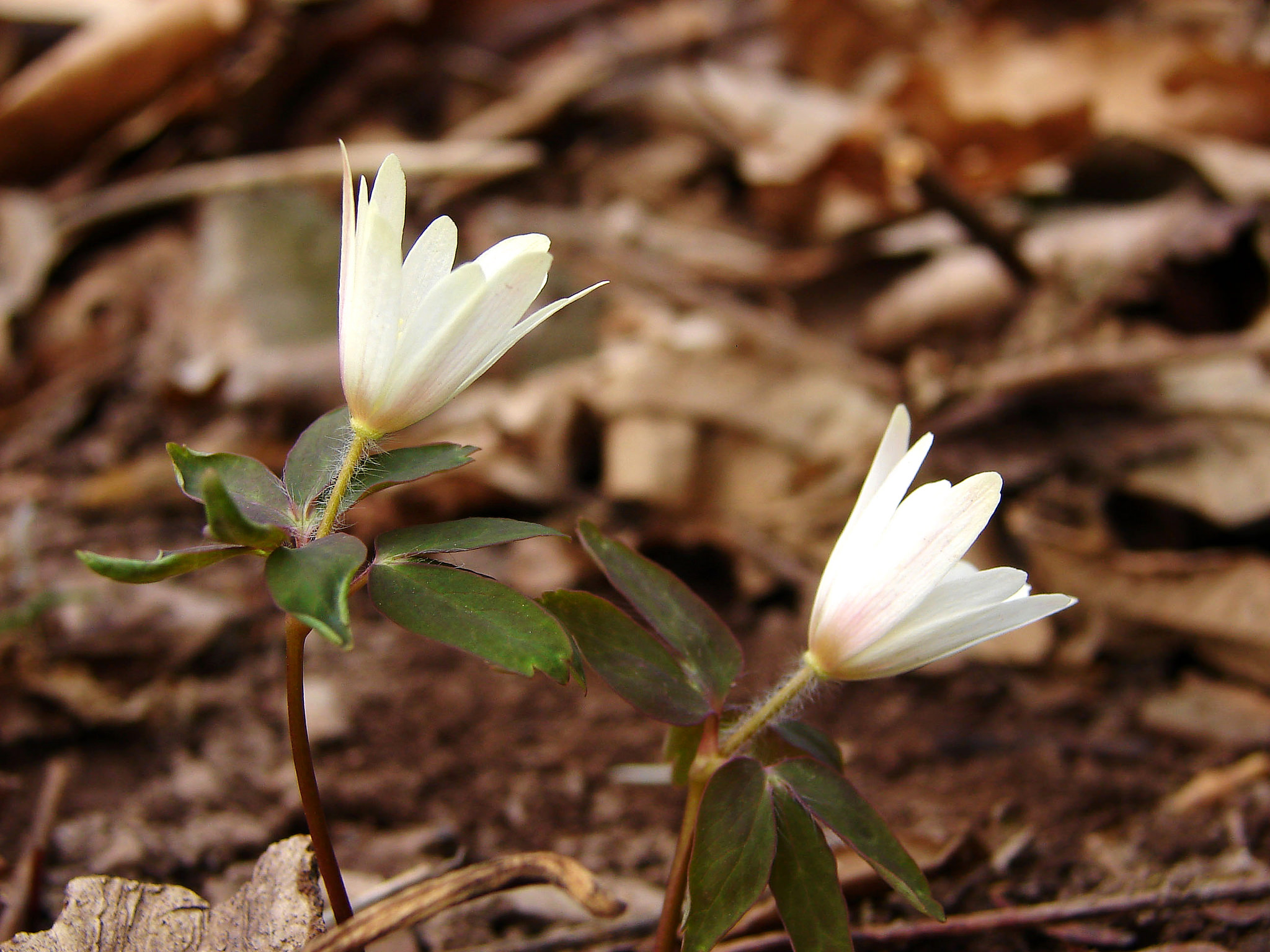 꿩의바람꽃 - Anemone raddeana Regel