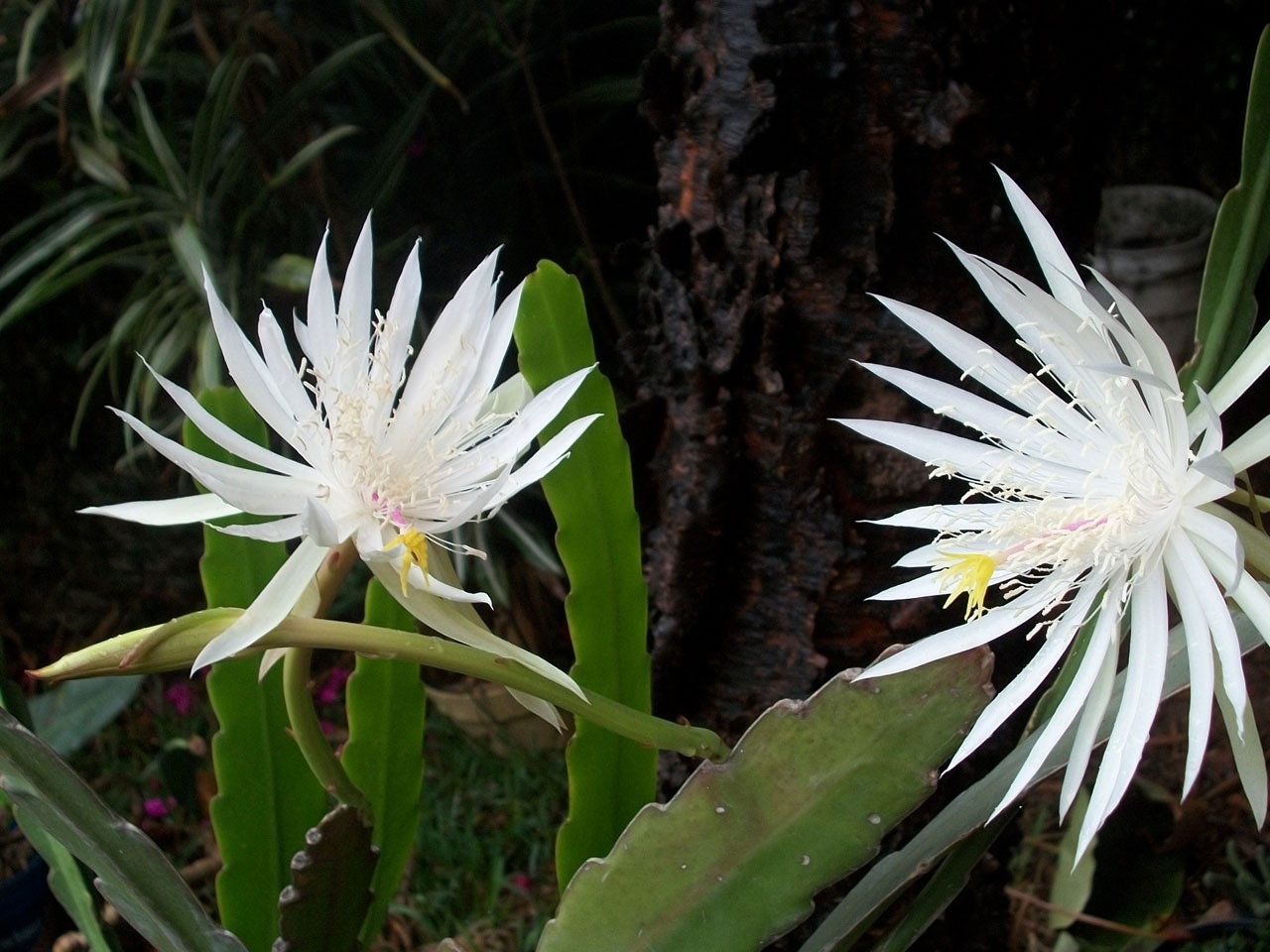 월하미인 - queen of night, Epiphyllum oxypetalum