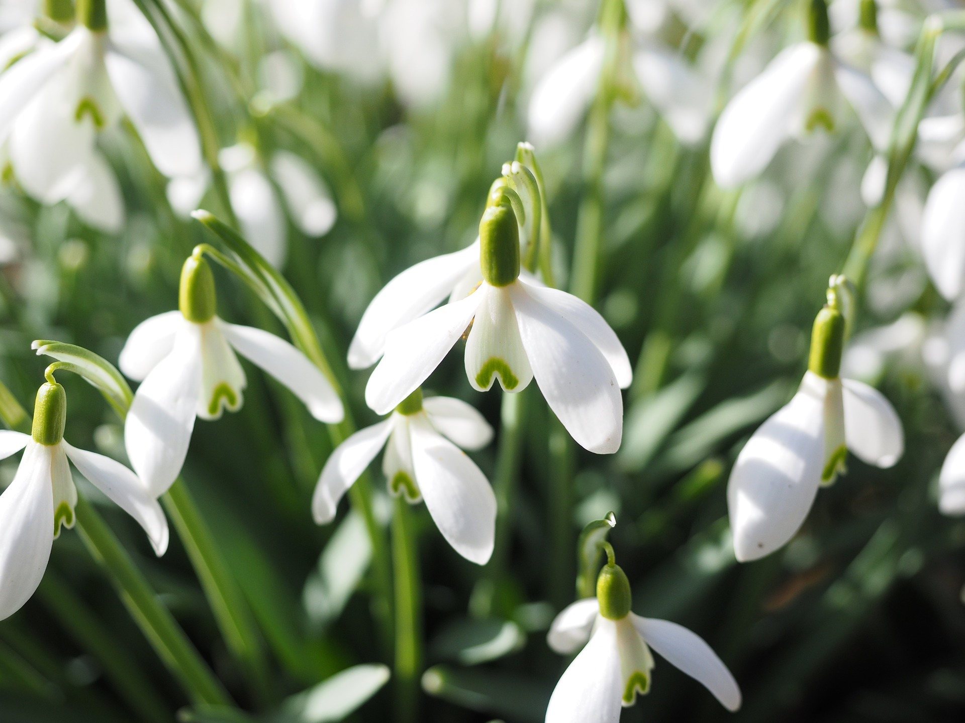 스노우드롭 - Snowdrop, Gay flower, Galanthus nivalis