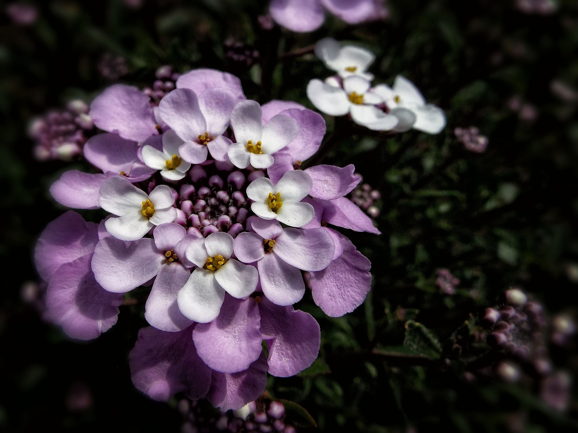 눈꽃 - Candytuft, Iberis sempervirens