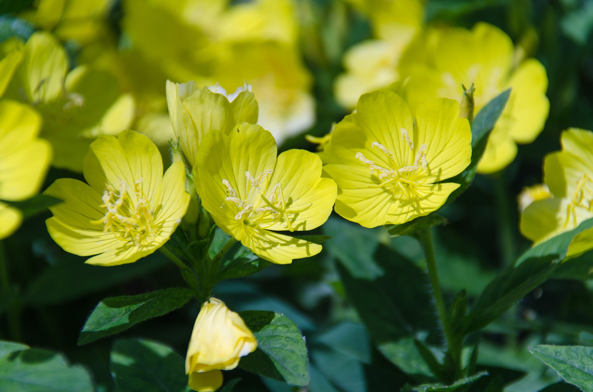 황금달맞이 - Evening Primrose, Oenothera biennis L.