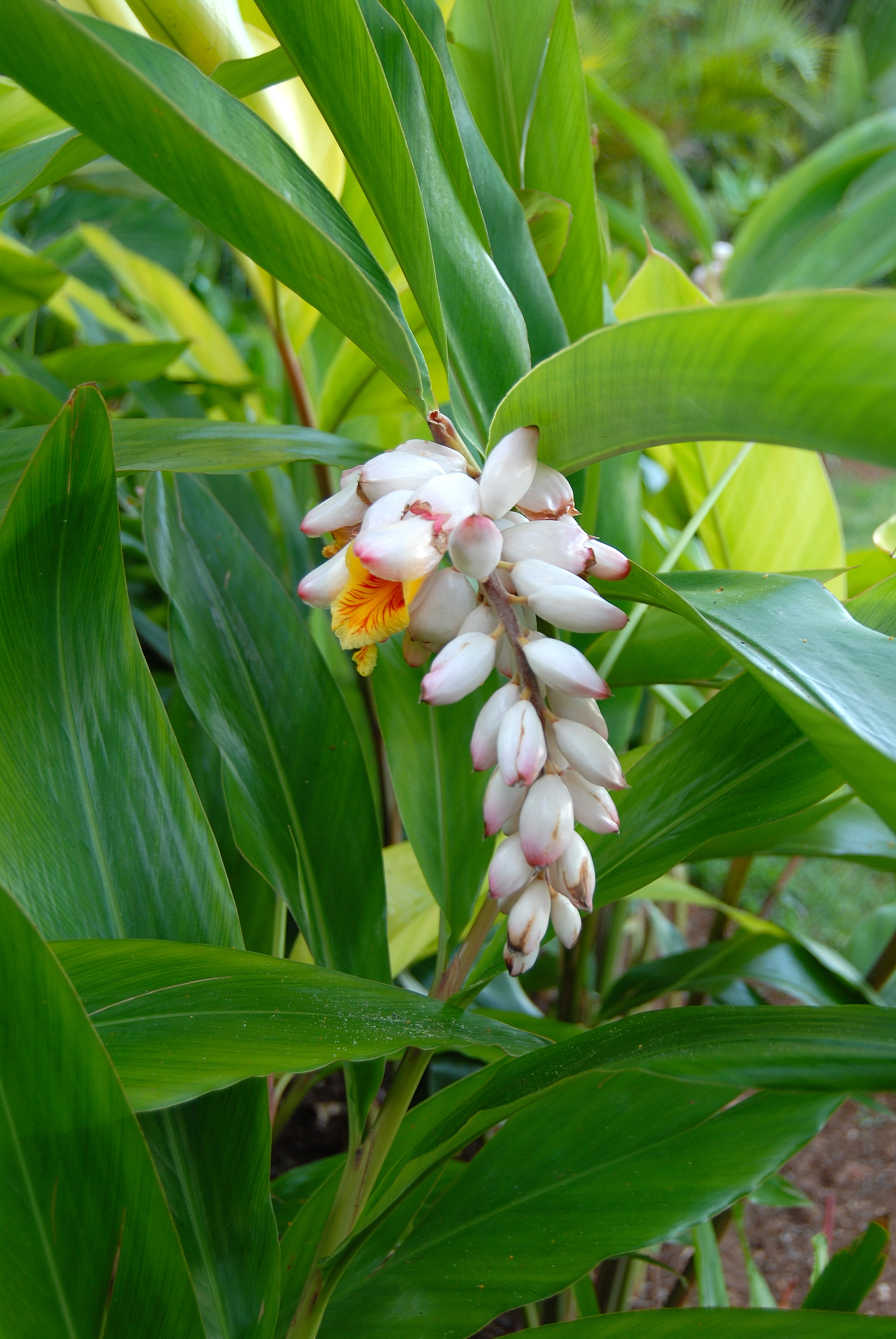 알피니아 제룸벳 - Alpinia zerumbet,variegata,shell ginger, Alpinia zerumbet