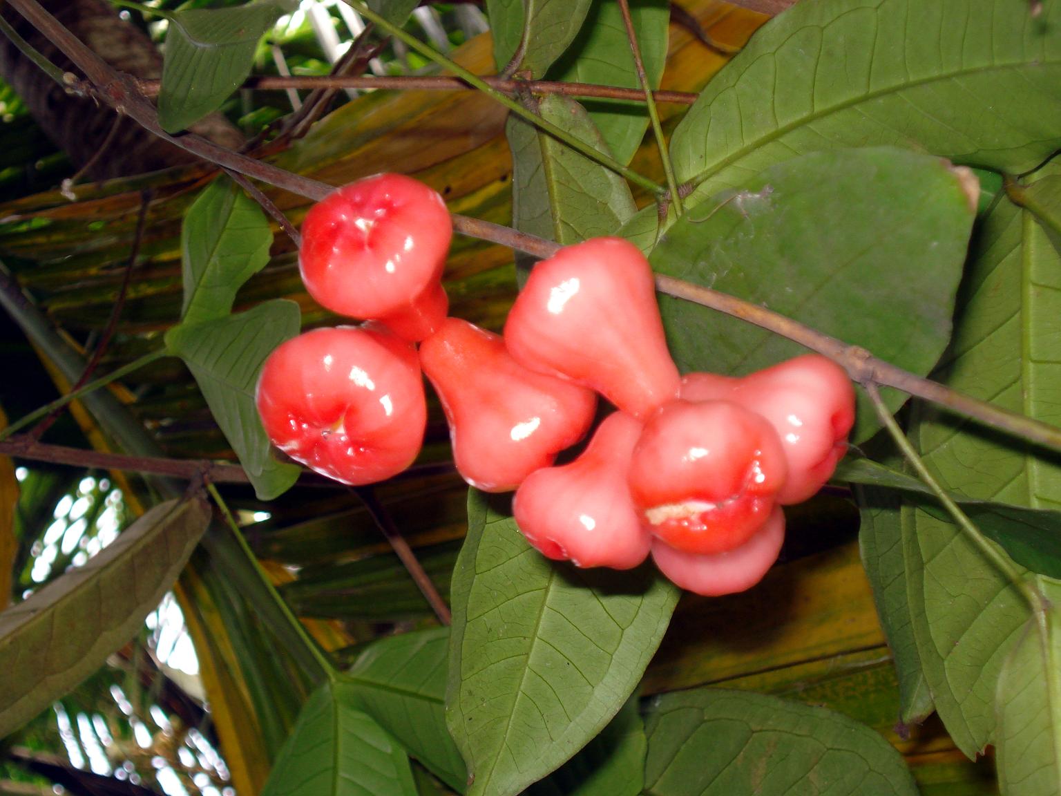 왁스잠부 - Wax apple, Eugenia Javanica