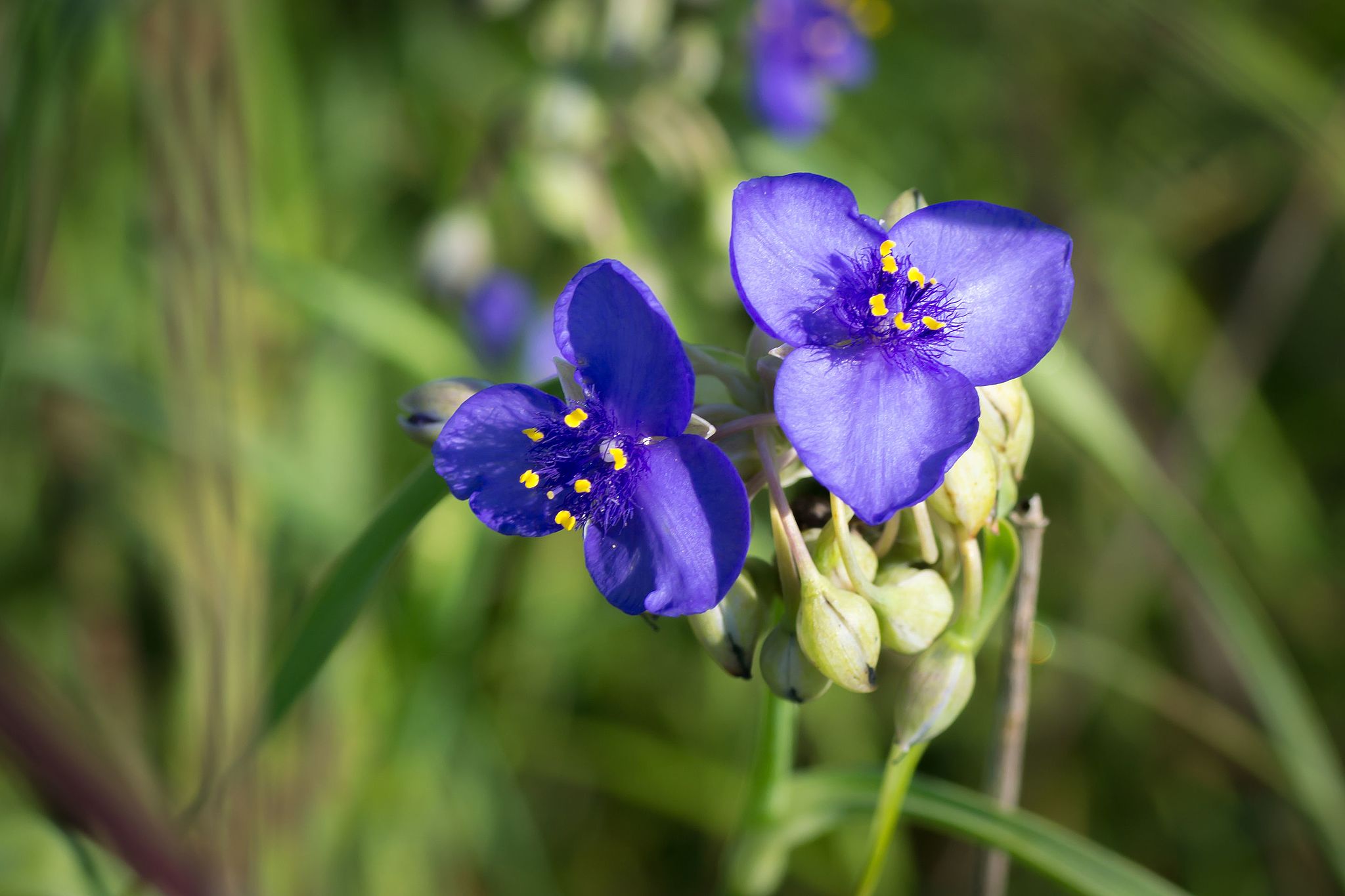자주달개비 - Tradescantia ohiensis Raf.