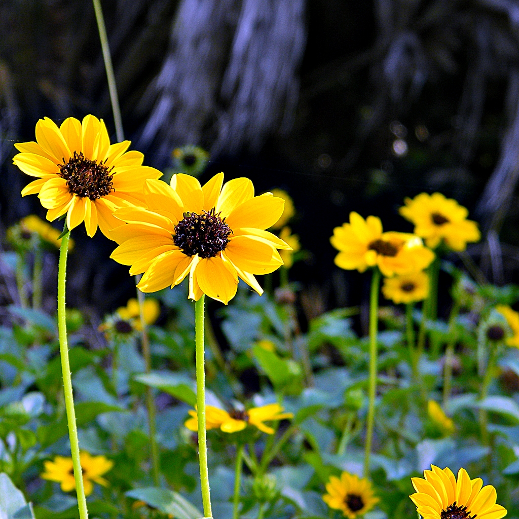 애기해바라기 - Helianthus debilis Nutt.