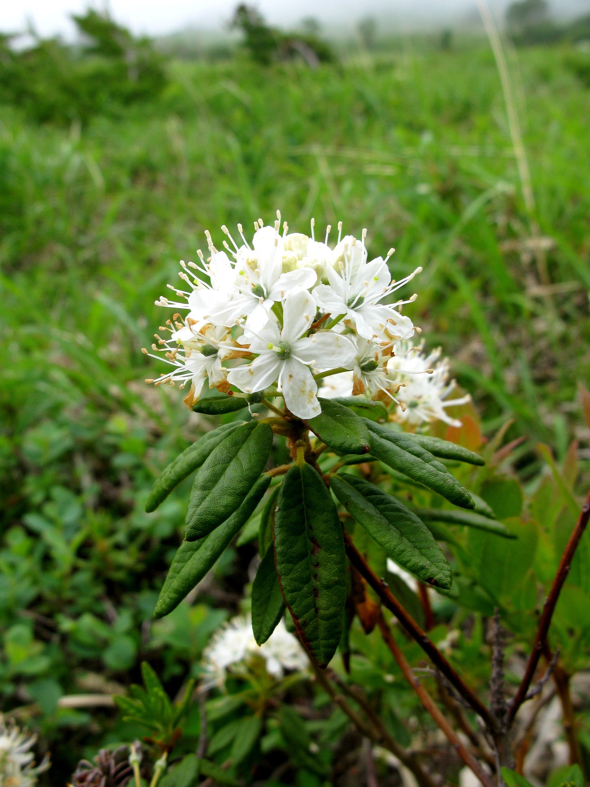 백산차 - Ledum palustre L. var. decumbens Aiton