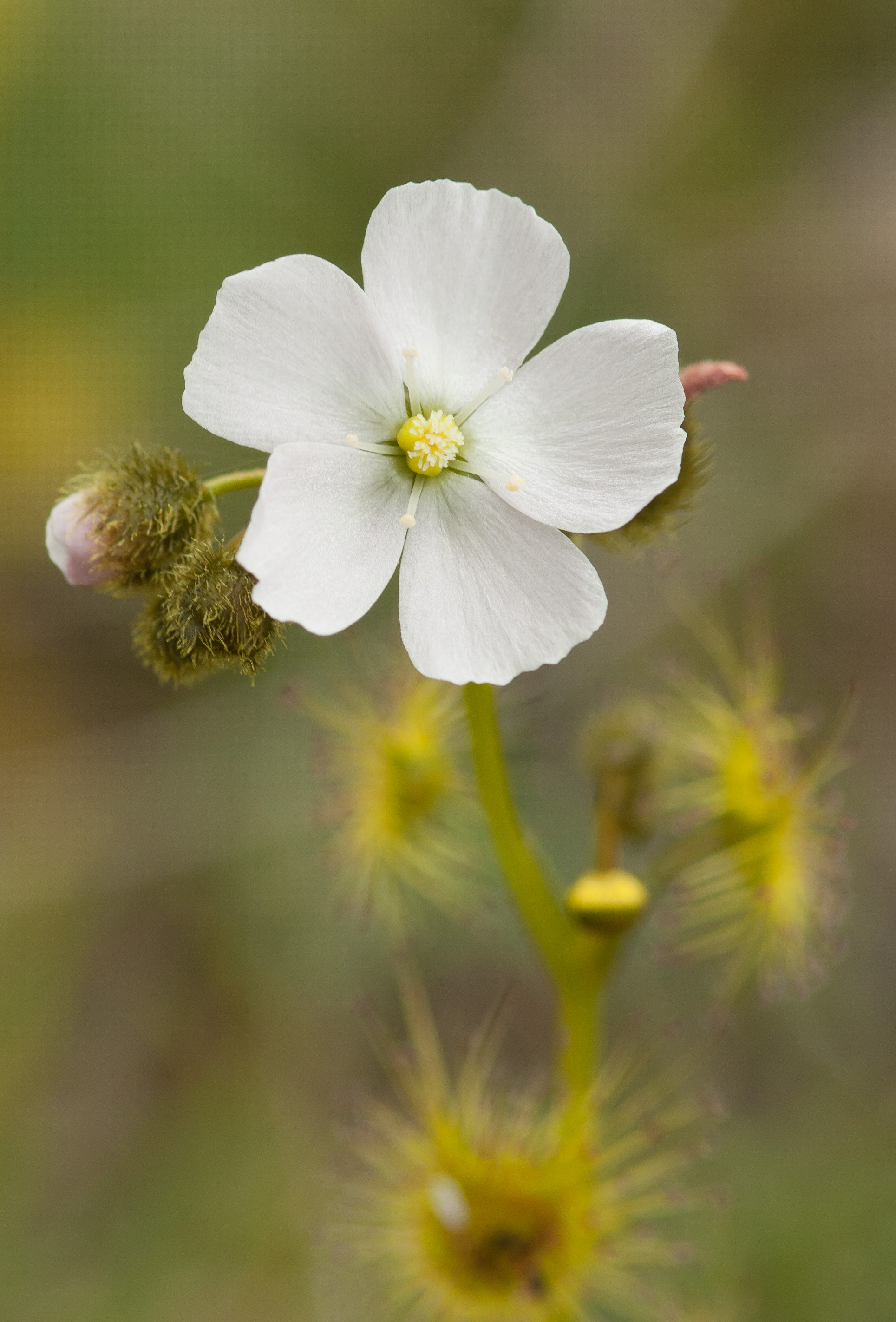 끈끈이귀개 - Drosera peltata var. nipponica (Masam.) Ohwi