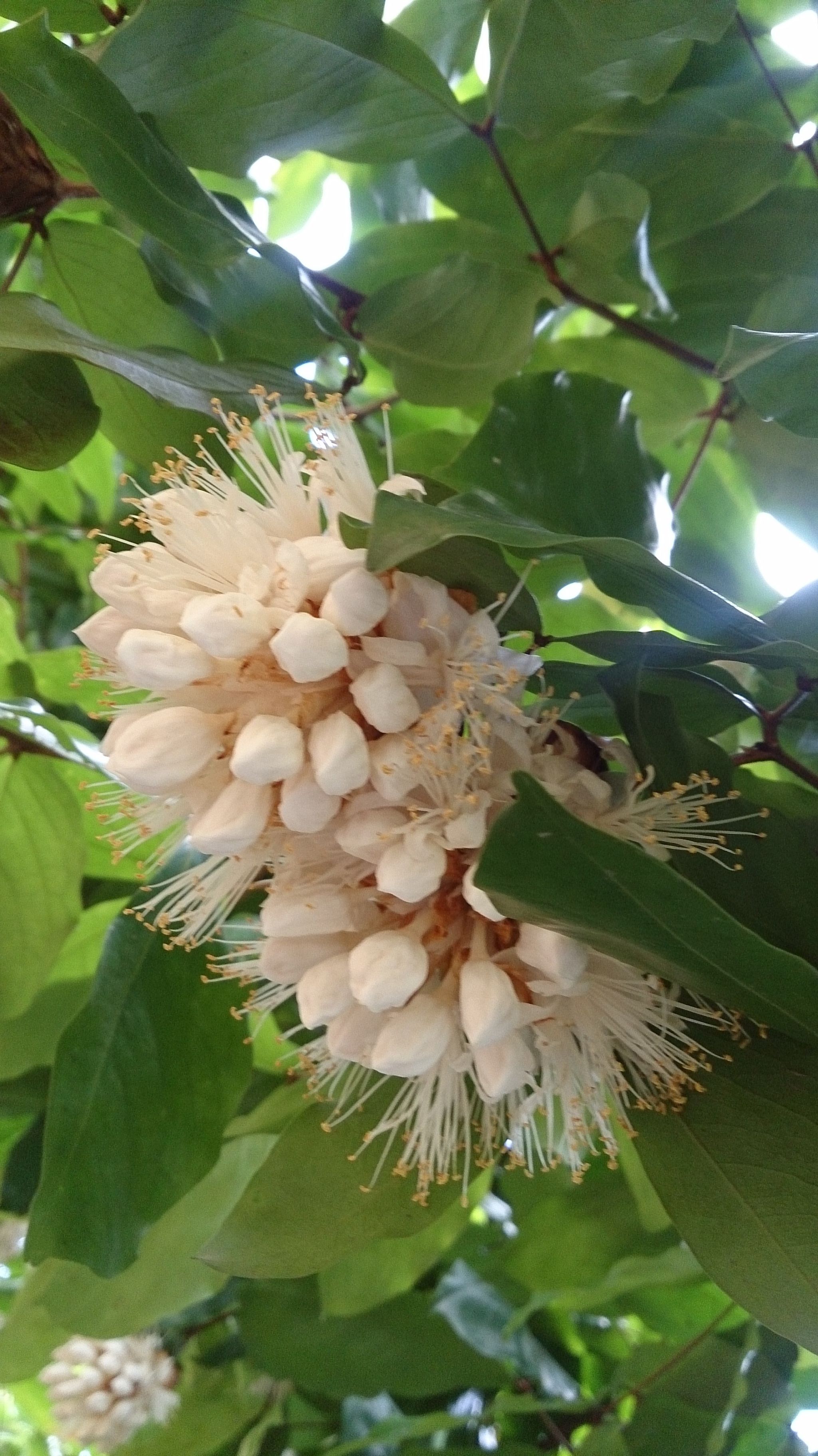 비둘기나무 - Handkerchief tree, Maniltoa browneoides