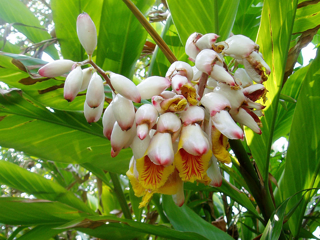 알피니아 제룸벳 - Alpinia zerumbet,variegata,shell ginger, Alpinia zerumbet