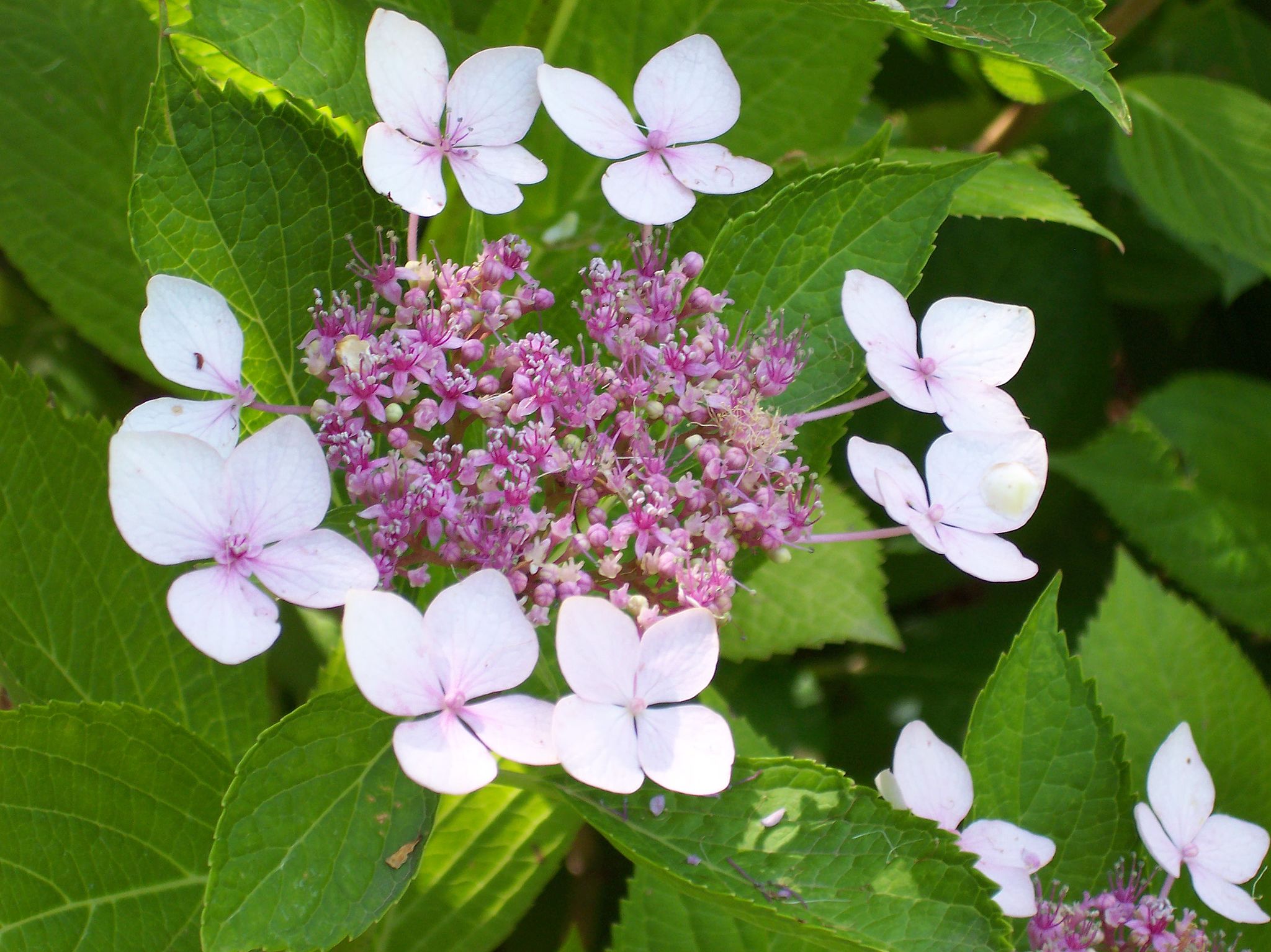 탐라산수국 - Hydrangea serrata Ser. for. fertilis Nakai