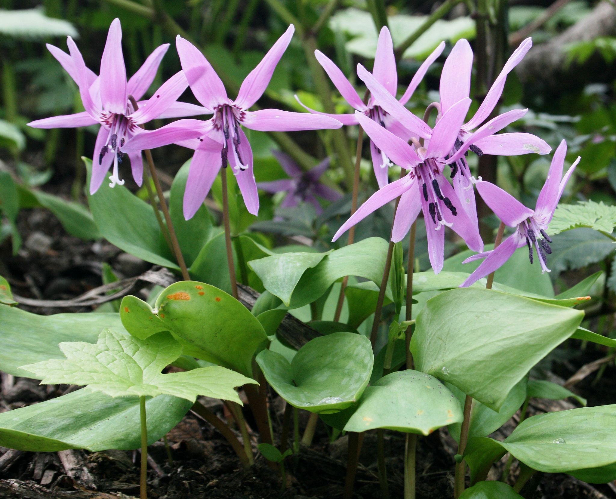 얼레지 - Erythronium japonicum