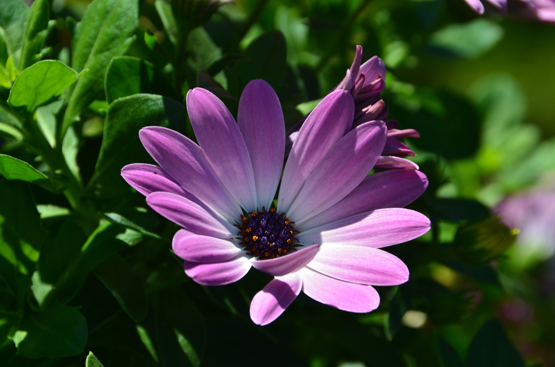오스테오스펄멈 - Osteospermum, Osteospermum ecklonis