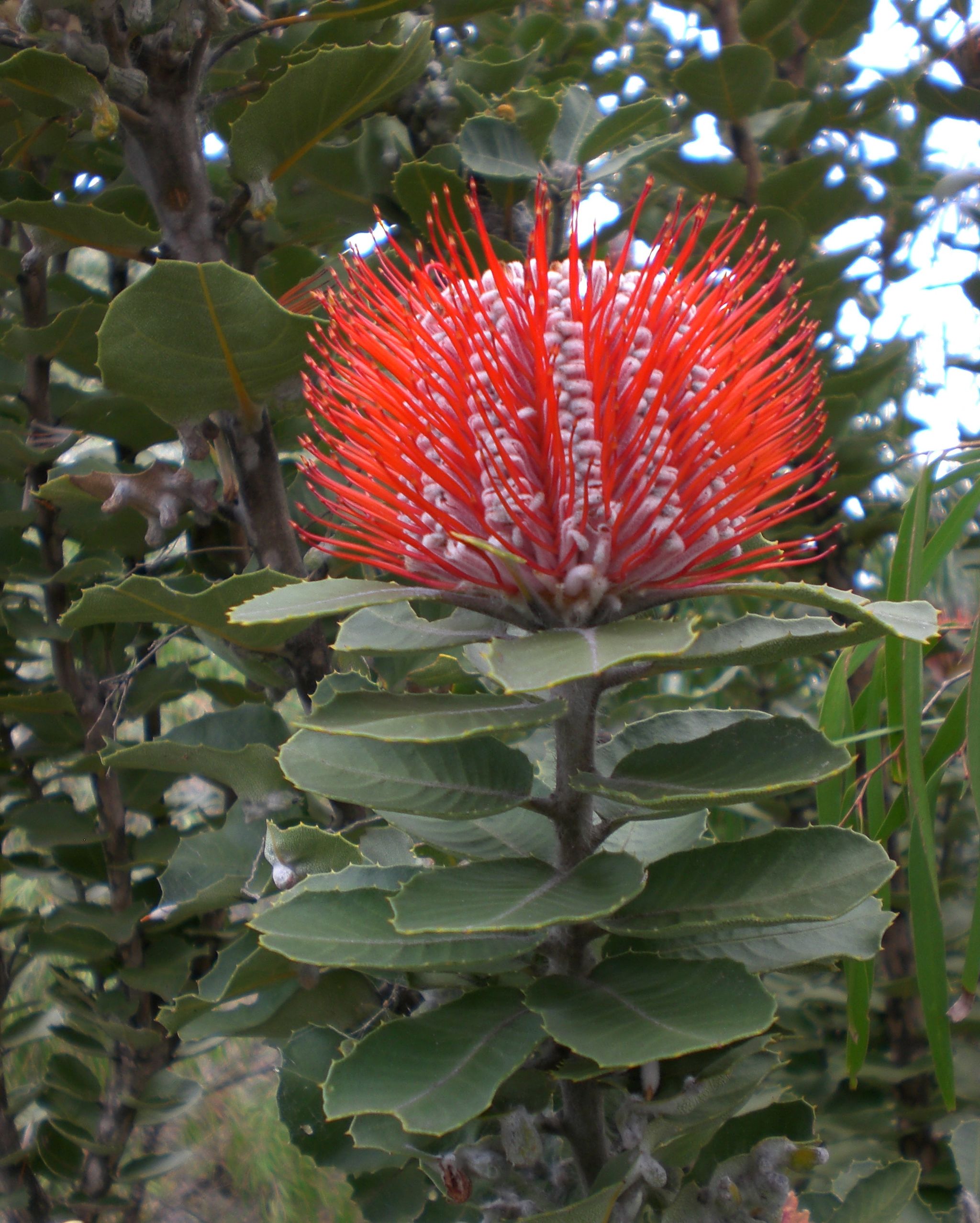 방크시아 - Banksia coccinea