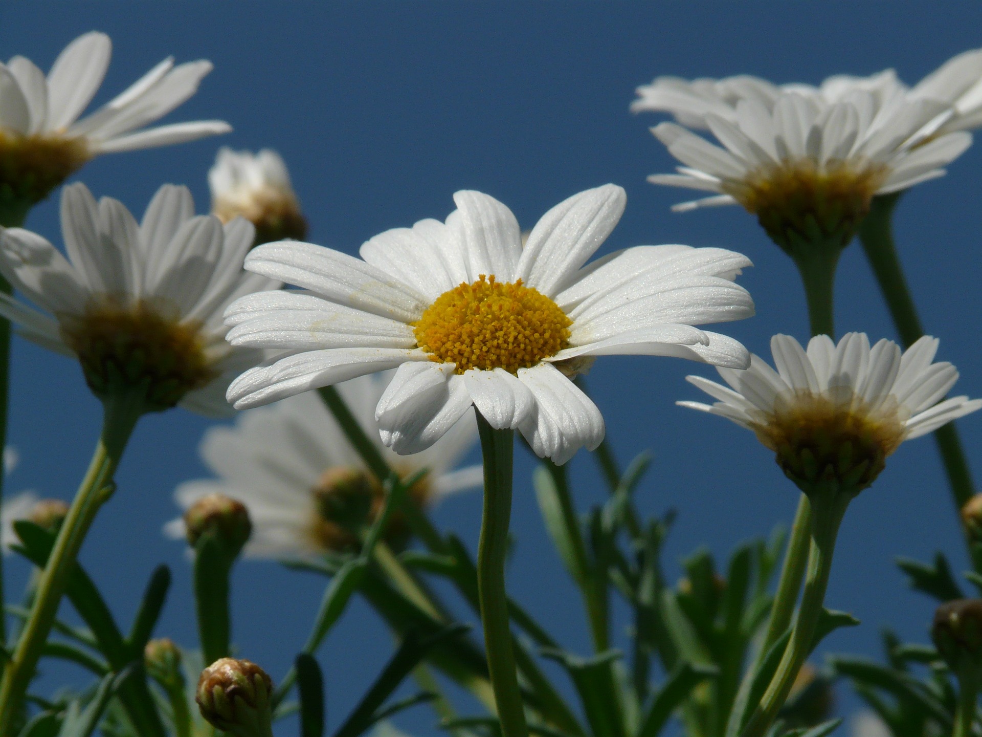 마아가렛 - Argyranthemum frutescens