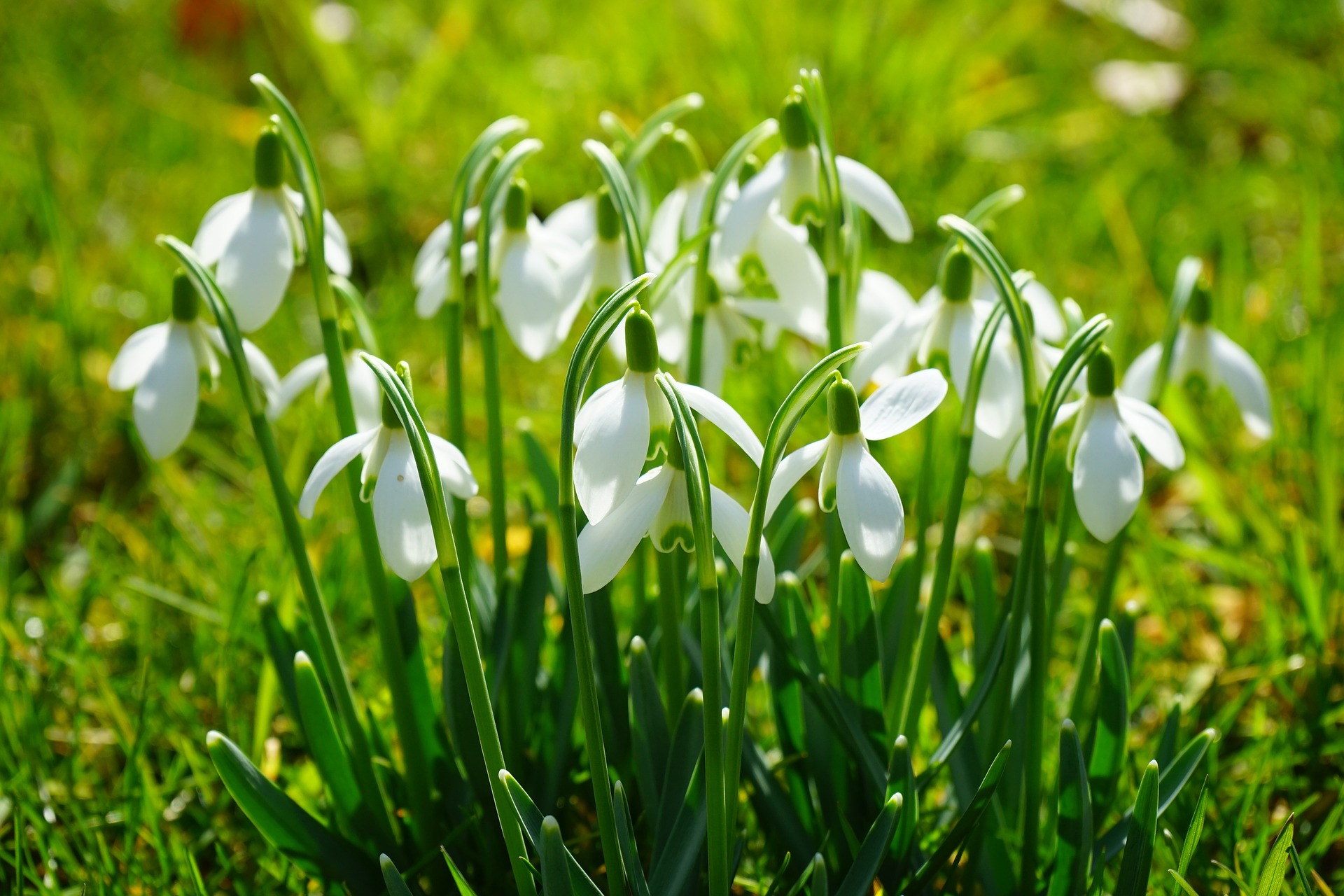 스노우드롭 - Snowdrop, Gay flower, Galanthus nivalis