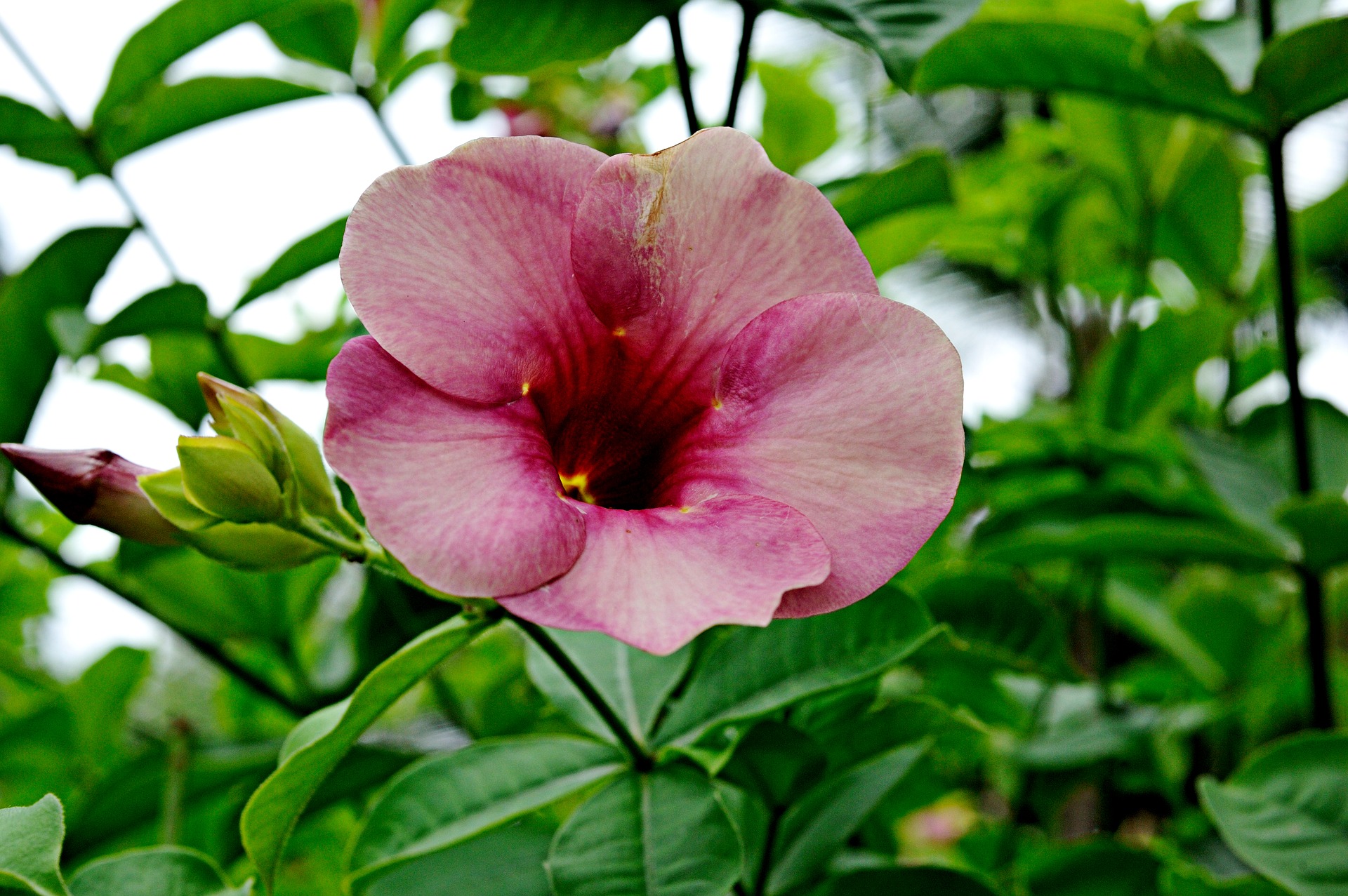 알라만다 - Allamanda