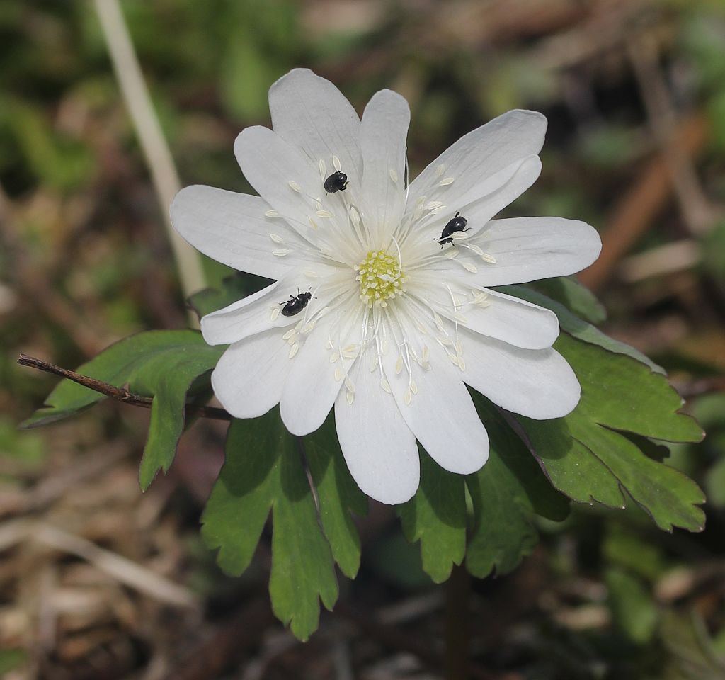 꿩의바람꽃 - Anemone raddeana Regel