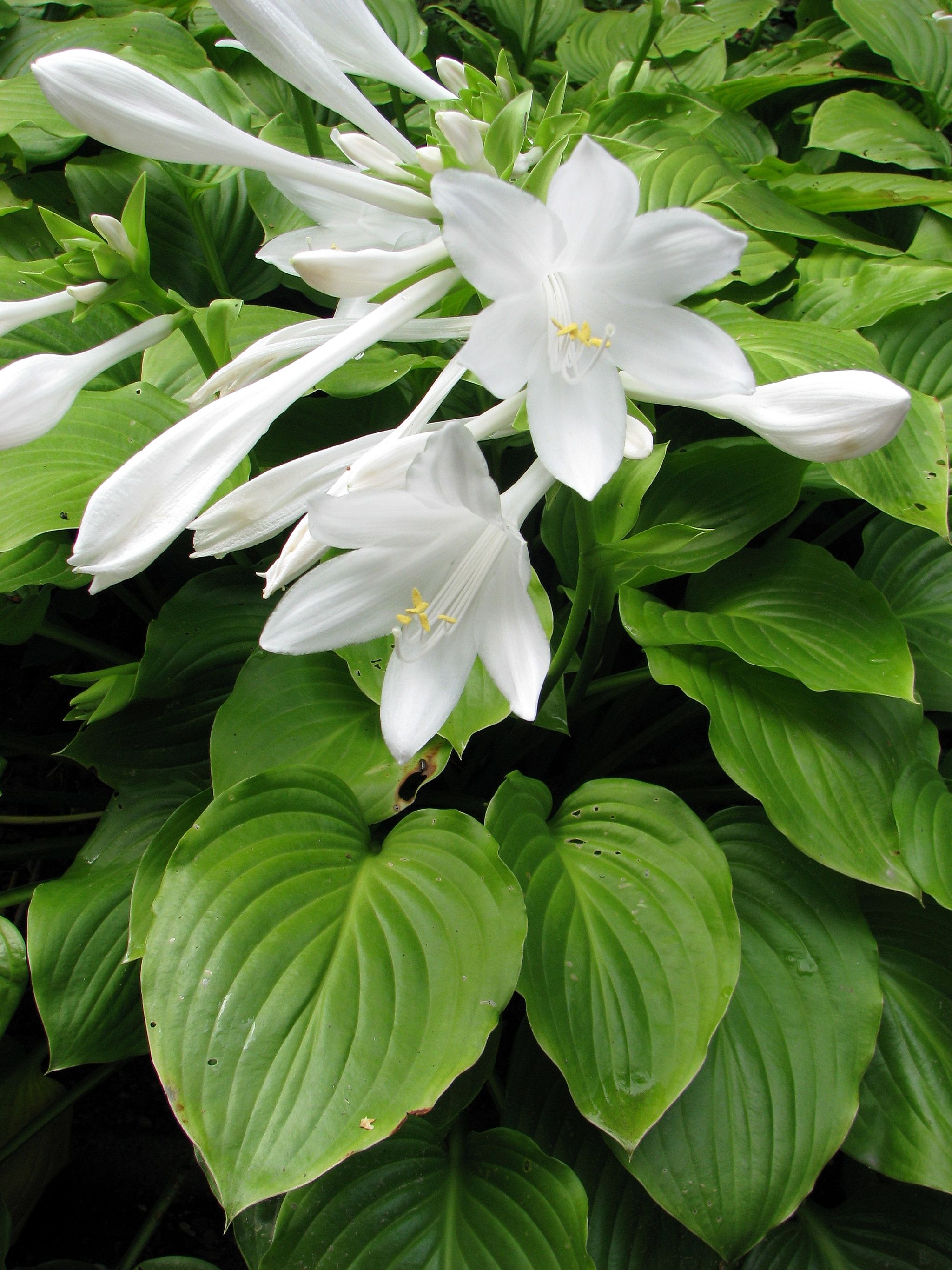 긴옥잠화 - Hosta plantaginea var. japonica Kikuti & F.Maek.