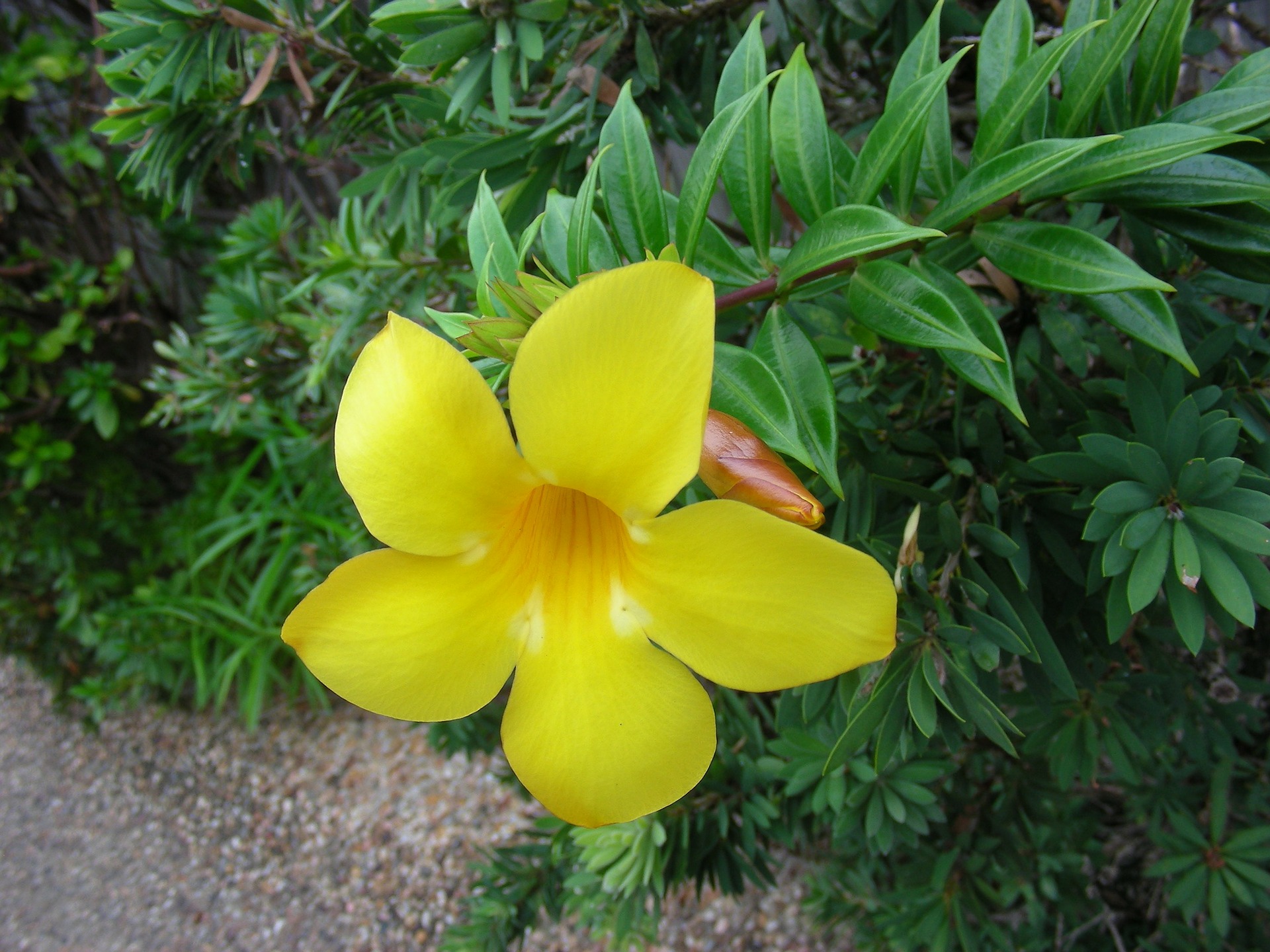 알라만다 - Allamanda